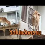 เสียงจากคนหาดใหญ่ ตำหนิท้องถิ่น-รัฐบาล – นาทีช่วยวัวติดบนหลังคาโรงพัก อัพเดทข่าว