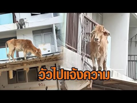 เสียงจากคนหาดใหญ่ ตำหนิท้องถิ่น-รัฐบาล – นาทีช่วยวัวติดบนหลังคาโรงพัก อัพเดทข่าว