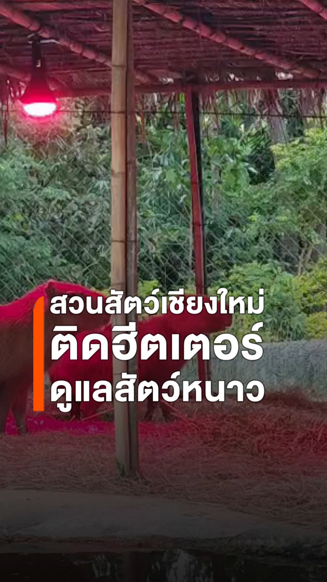 วันนี้-(1-ธค.2568)-อากาศหนาวเย็นในภาคเหนือส่งผลกระทบต่อสัตว