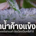 น้ำค้างแข็งบริเวณใบไม้-ใบหญ้า-เป็นภาพปรากฏการณ์น้ำค้างที่เกิ