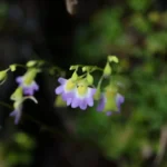 “สาหร่ายน้ำตก”-พืชกินแมลงต้นจิ๋ว-มีกระเปาะดักแมลงหรือสิ่งมีช