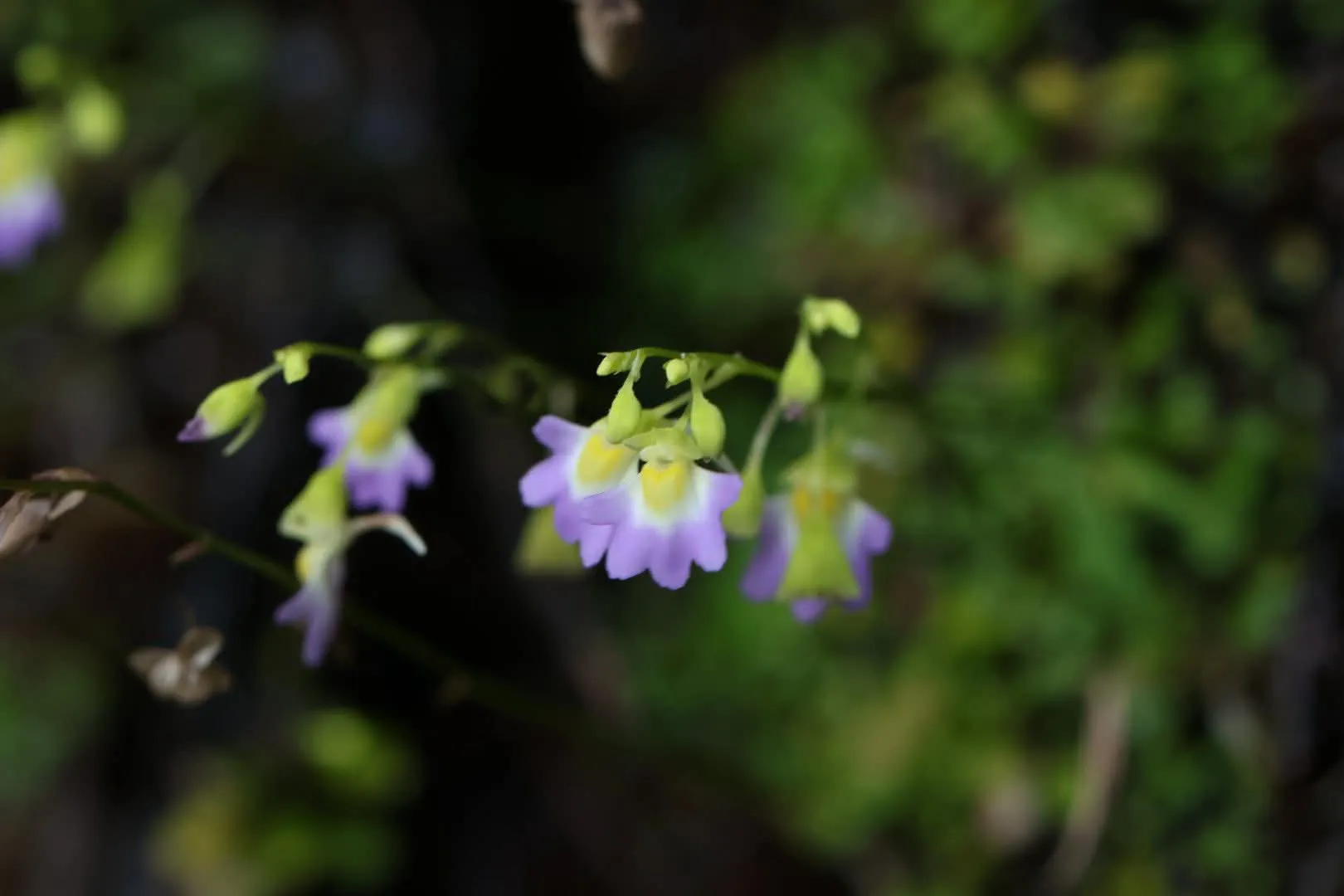 “สาหร่ายน้ำตก”-พืชกินแมลงต้นจิ๋ว-มีกระเปาะดักแมลงหรือสิ่งมีช