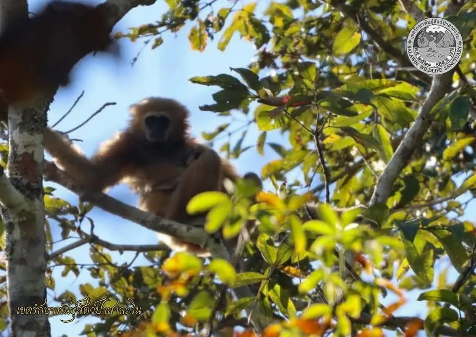 ระหว่างทางการเข้าปฏิบัติงานลาดตระเวนเชิงคุณภาพของ-เจ้าหน้าท