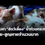 น้ำท่วมกระทบสัตว์เลี้ยง เสียชีวิต-สูญหายจำนวนมาก | มหาอุทกภัยภาคใต้ 2568 2 ธ.ค. 68