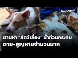 น้ำท่วมกระทบสัตว์เลี้ยง เสียชีวิต-สูญหายจำนวนมาก | มหาอุทกภัยภาคใต้ 2568 2 ธ.ค. 68