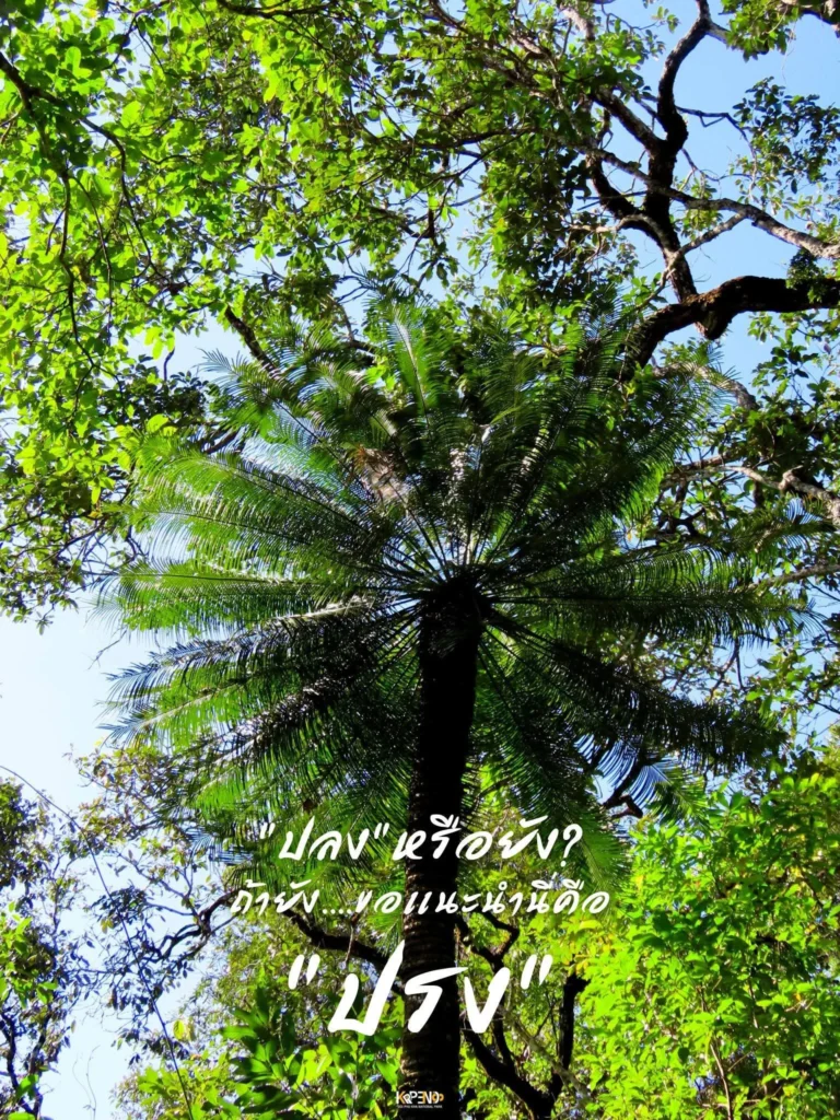 “ปรง”-ลำต้นสูงได้ถึง-12-เมตร-บางครั้งแตกกิ่ง-ใบยาวได้กว่า-2