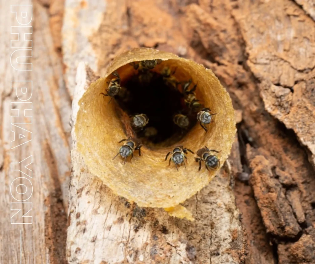 ชันโรง-(stringless-bees)-เป็นแมลงในกลุ่มเดียวกับผึ้ง-พบทั่วท