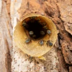 ชันโรง-(stringless-bees)-เป็นแมลงในกลุ่มเดียวกับผึ้ง-พบทั่วท