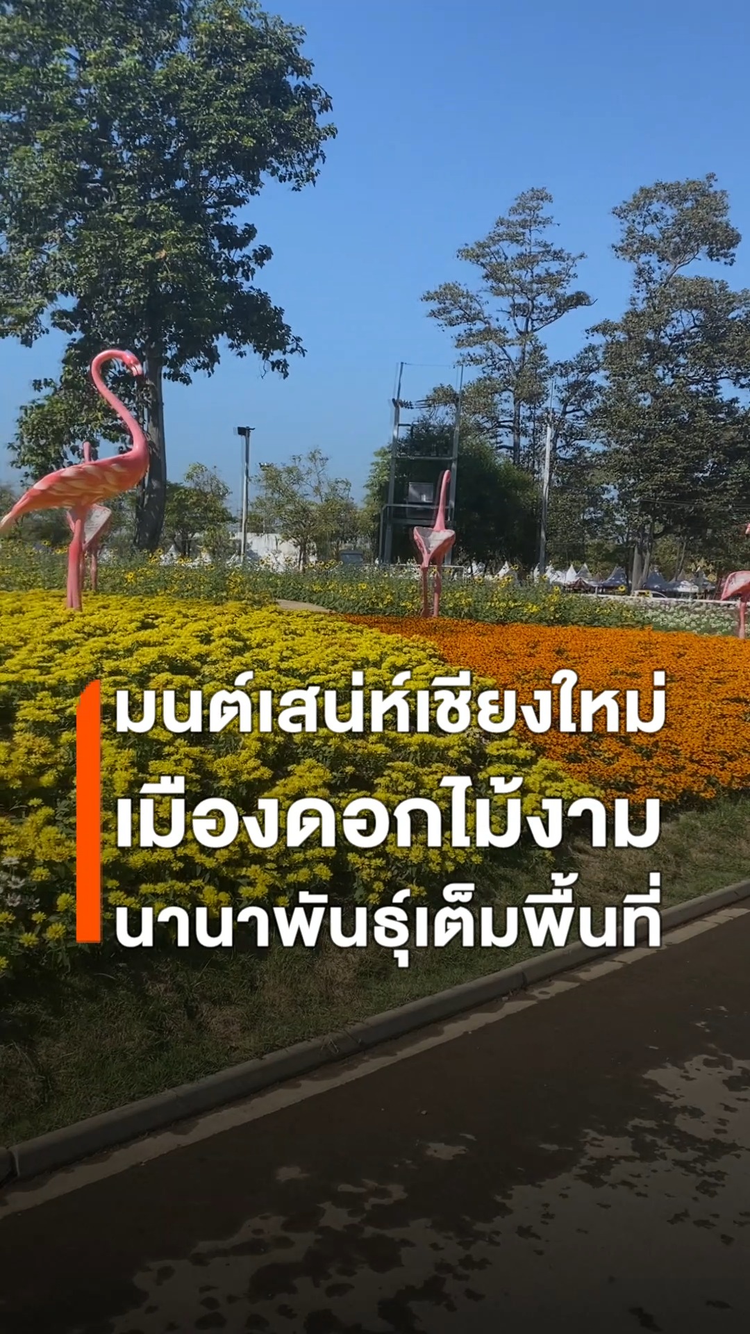 (3ธค.68)บรรยากาศท่องเที่ยว-บรรยากาศงานมนต์เสน่ห์เชียงใหม่-เ