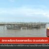 ปลากะพงในกระชังลอยเสียชีวิตเกลื่อน-ประมงเร่งเยียวยา-เราจะฝ่าวิกฤต