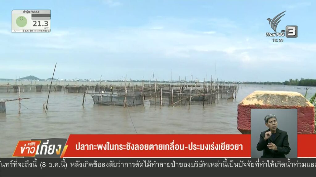 ปลากะพงในกระชังลอยเสียชีวิตเกลื่อน-ประมงเร่งเยียวยา-เราจะฝ่าวิกฤต