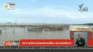ปลากะพงในกระชังลอยเสียชีวิตเกลื่อน-ประมงเร่งเยียวยา-เราจะฝ่าวิกฤต