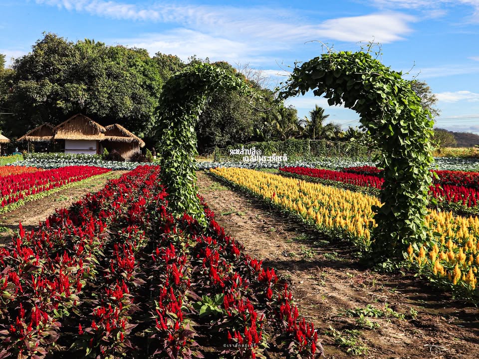 -เตรียมพบกับ-วังเลนเกษตรแฟร์-สวนผัก–สวนดอกไม้-เริ่ม-25-ธ.ค