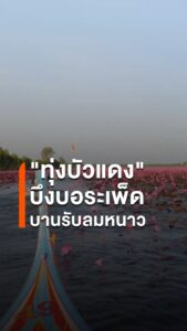 ทุ่งบัวแดงบึงบอระเพ็ดบานรับลมหนาว-นักท่องเที่ยวแห่ชมความงามก