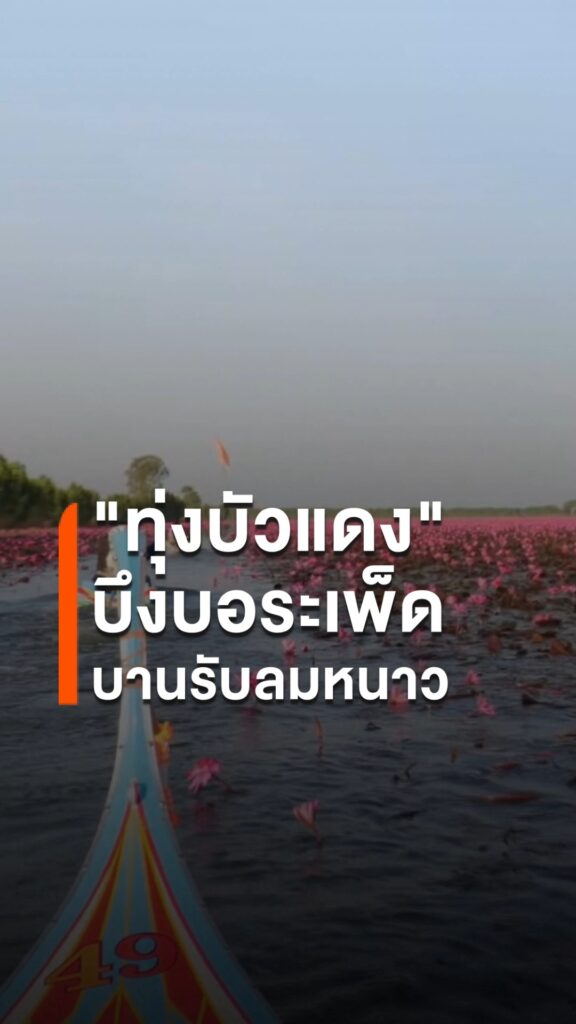 ทุ่งบัวแดงบึงบอระเพ็ดบานรับลมหนาว-นักท่องเที่ยวแห่ชมความงามก