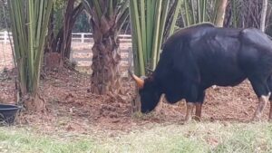 สำนักบริหารพื้นที่อนุรักษ์ที่-1-เผยความคืบหน้าการดูแล-“เจ้าป