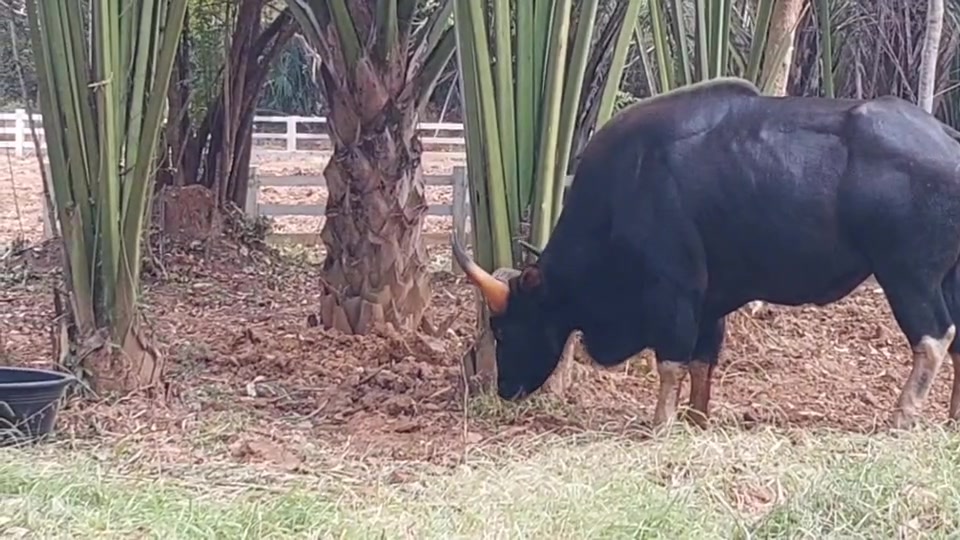 สำนักบริหารพื้นที่อนุรักษ์ที่-1-เผยความคืบหน้าการดูแล-“เจ้าป