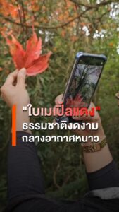 ธรรมชาติงดงามกลางอากาศหนาว-2-ภูคึกคัก-นักท่องเที่ยวแห่ชมใบเม