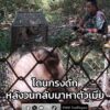 เจ้าหน้าที่กรมอุทยานแห่งชาติ-เฝ้าติดตาม-3-วัน-ลิงกังเพศผู้-กัดชายวั-|-2025-12-11-16:37:00