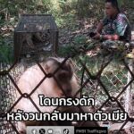 เจ้าหน้าที่กรมอุทยานแห่งชาติ-เฝ้าติดตาม-3-วัน-ลิงกังเพศผู้-กัดชายวั-|-2025-12-11-16:37:00