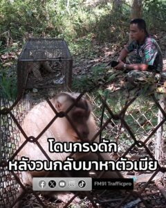 เจ้าหน้าที่กรมอุทยานแห่งชาติ-เฝ้าติดตาม-3-วัน-ลิงกังเพศผู้-กัดชายวั-|-2025-12-11-16:37:00