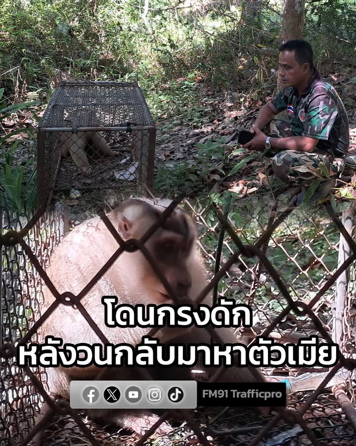 เจ้าหน้าที่กรมอุทยานแห่งชาติ-เฝ้าติดตาม-3-วัน-ลิงกังเพศผู้-กัดชายวั-|-2025-12-11-16:37:00
