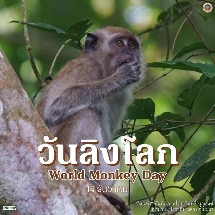 14-ธันวาคม-วันลิงโลก-วันที่-14-ธันวาคมของทุกปีตรงกับวันลิง