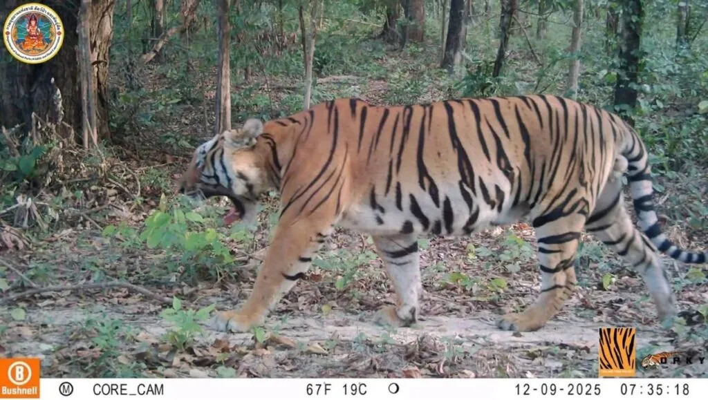 เผยภาพล่าสุด-“บะลาโกล”-เสือโคร่งตาเดียว-โชว์ความฟิต-แฟนคลับล