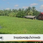 วิกฤตนิเวศน์ลุ่มน้ำปากพนัง-จ.นครศรีธรรมราช-ข่าวใต้แลได้ที่เ