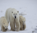 แม่หมีขั้วโลกรับลูกหมีบุญธรรมมาเลี้ยง-ในเคสที่เกิดขึ้นได้ยากในธรรมชาติ