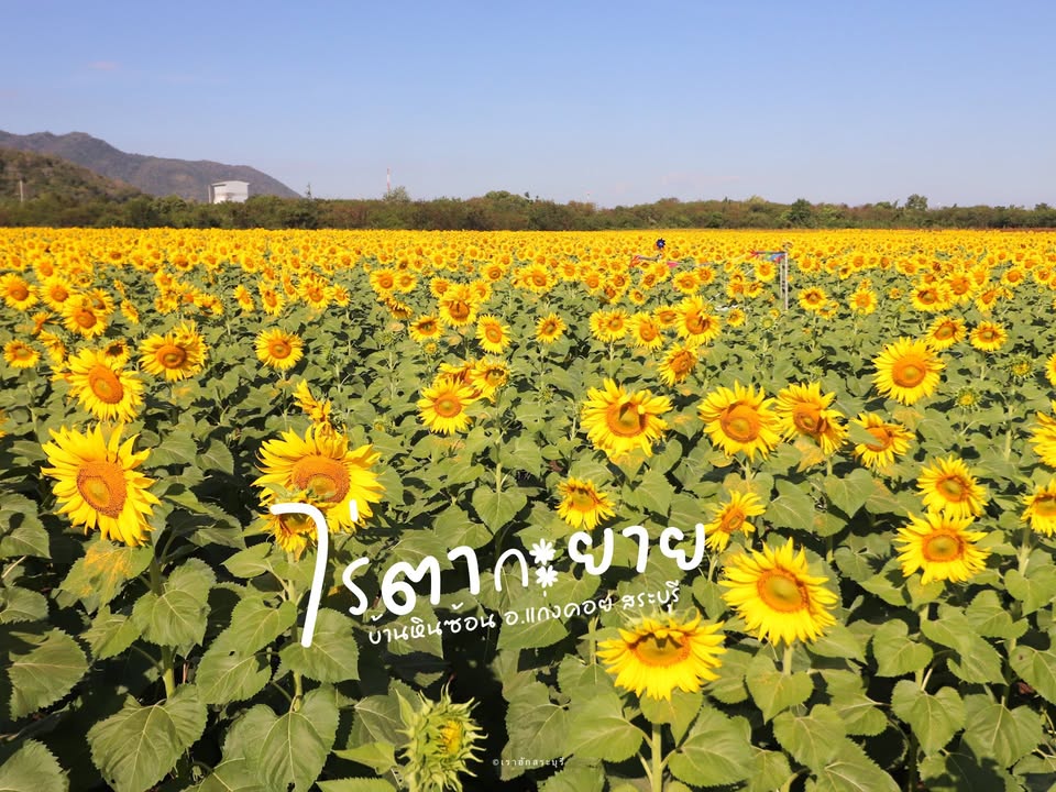 -ทุ่งทานตะวันบ้านหินซ้อน-สระบุรี-ออกดอกสวยบานสะพรั่งเต็มทุ่