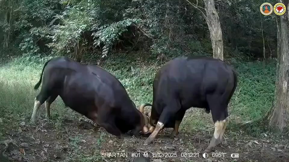 ภาพหาชมยาก-เผยนาทีศึกชิงเจ้าป่า-กระทิงหนุ่ม-ปะทะเดือดกลา