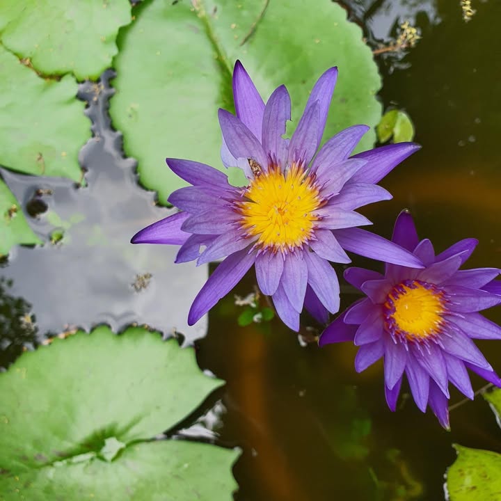 สวัสดีวันเสาร์-เราชวนกันใคร่ครวญธรรม-พระพุทธองค์ตรัสว่า-|-2025-12-20-03:40:00