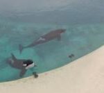 ชีวิตที่โดดเดี่ยวและรอความเสียชีวิตของวาฬเพชฌฆาต-2-ตัวในสวนน้ำร้างฝรั่งเศส