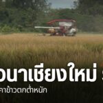 ราคาข้าวนาปี-ที่รับซื้อกิโลกรัมละ-7-บาท-ชาวนาถือว่าเป็นราคาข