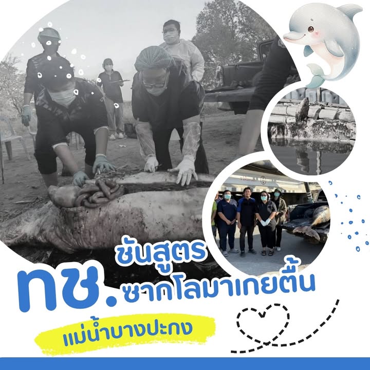 -พบซากโลมาอิรวดีเกยตื้นแม่น้ำบางปะกง-ชี้ชัดภัยอวนประมงยังคุ