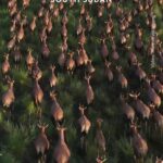 หกล้านชีวิตอพยพย้ายถิ่น.-การสำรวจสัตว์ป่าทางอากาศที่รอกันมา