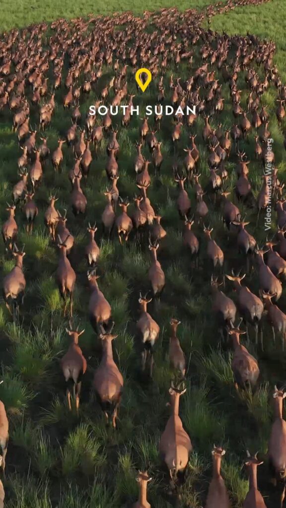 หกล้านชีวิตอพยพย้ายถิ่น.-การสำรวจสัตว์ป่าทางอากาศที่รอกันมา