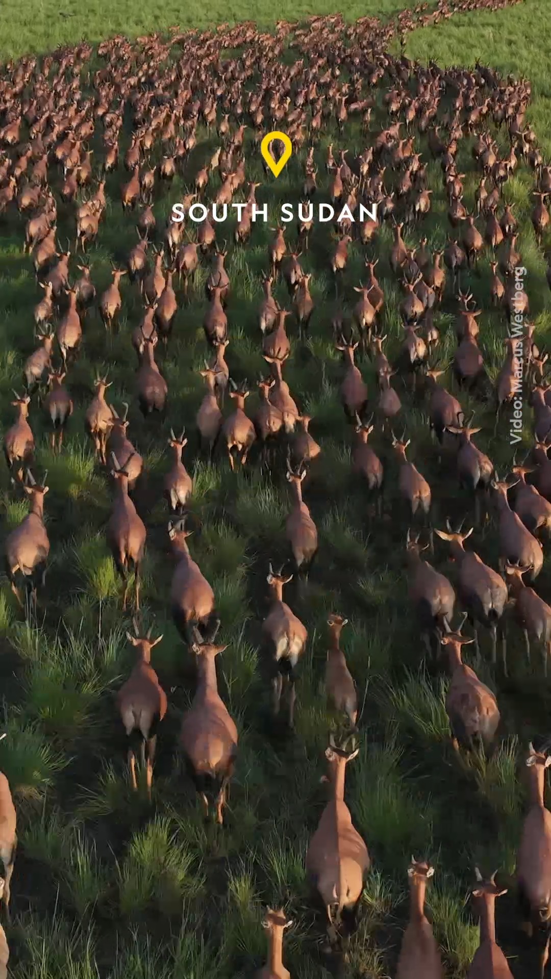 หกล้านชีวิตอพยพย้ายถิ่น.-การสำรวจสัตว์ป่าทางอากาศที่รอกันมา