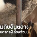 ตลาดรับซื้อน้ำนมดิบในภาคเหนือ-ไม่สามรถรับซื้อได้ทั้งหมด-ส่งผ