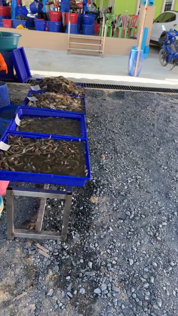 มาแล้วกุ้งสดปีใหม่-จากแพกุ้งโชคศิริวัฒน์-064-4951661-เส้นทา-|-2025-12-26-02:58:00