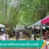 เปลี่ยนสวนยางเป็นตลาดสวนไผ่-จ.ตรัง-ข่าวใต้แลได้ที่เรา-#thai