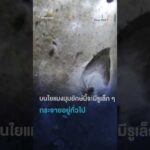 ð¸️ð·️ ใยแมงมุมยักษ์ใหญ่ที่สุดในโลกกับกองทัพนับแสนตัว ##SciAndTechShorts รวมเรื่องรอบโลก 