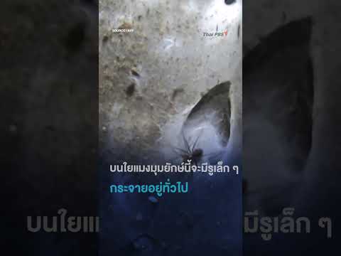 ð¸️ð·️ ใยแมงมุมยักษ์ใหญ่ที่สุดในโลกกับกองทัพนับแสนตัว ##SciAndTechShorts รวมเรื่องรอบโลก 