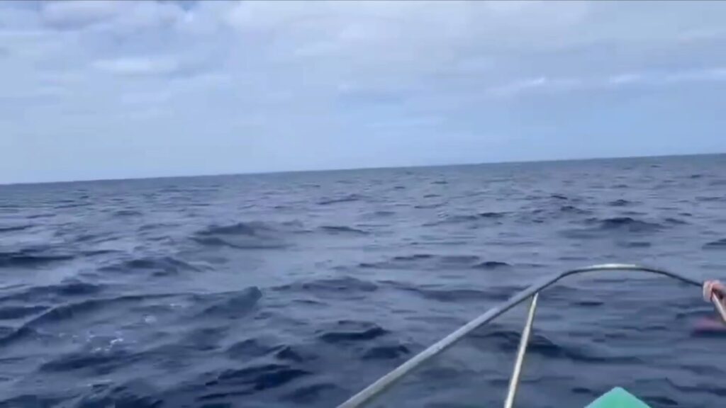 -สุดมหัศจรรย์-ฝูงโลมาปากขวดโผล่ทักทายนักท่องเที่ยว-ท่ามกลา