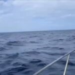 -สุดมหัศจรรย์-ฝูงโลมาปากขวดโผล่ทักทายนักท่องเที่ยว-ท่ามกลา