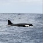 เหล่านักดูวาฬในเกาะมาเดราบันทึกภาพวินาทีชวนตะลึง-ขณะฝูงวาฬเพ