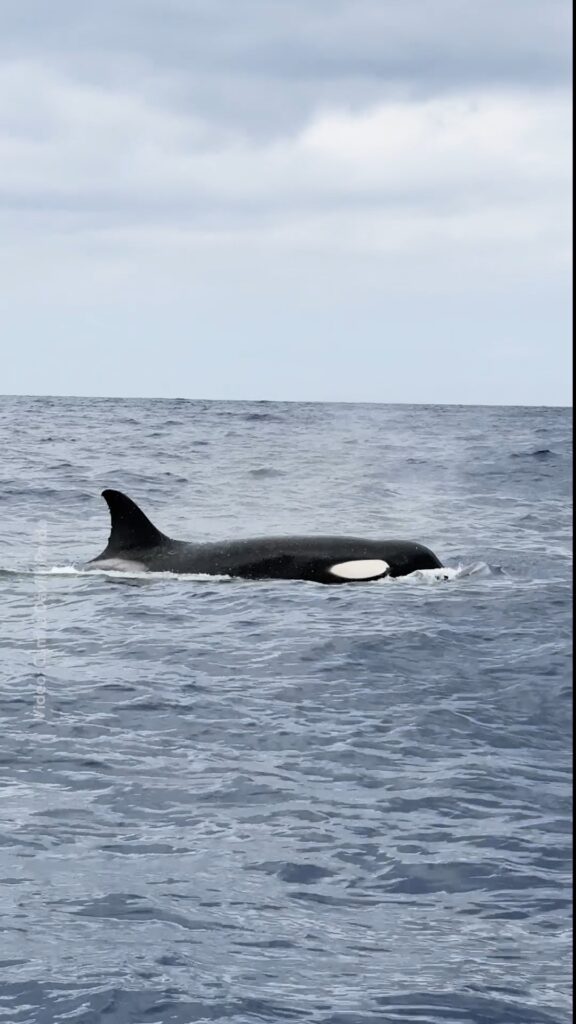 เหล่านักดูวาฬในเกาะมาเดราบันทึกภาพวินาทีชวนตะลึง-ขณะฝูงวาฬเพ