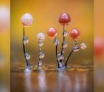 พวกมันอยู่ทุกที่-แต่กลับมองไม่เห็นด้วยตาเปล่า-ทำความรู้จักโลกจิ๋วระดับจุลภาคของราเมือก