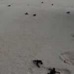 อุทยานแห่งชาติหมู่เกาะสิมิลัน-ปล่อยลูกเต่าตนุ-71-ตัว-กลับสู่